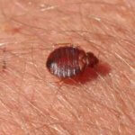 Exterminator for Bed Bugs - Pest Control Companies Near Me - Bug Exterminator Near Me