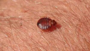 pest control - NOCO Pest and Wildlife Control Bed Bug