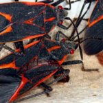 NOCO- Pest and-Wildlife Control Boxelder Bugs - Black and Red Bugs Northern Colorado