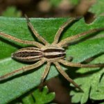 spider control denver - Spider Exterminator Fort Collins - Can Pest Control Get Rid of Spiders?