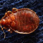 Signs of Bed Bugs - How to Get Rid of Bed Bugs in the House - Aprehend Bed Bug Treatment
