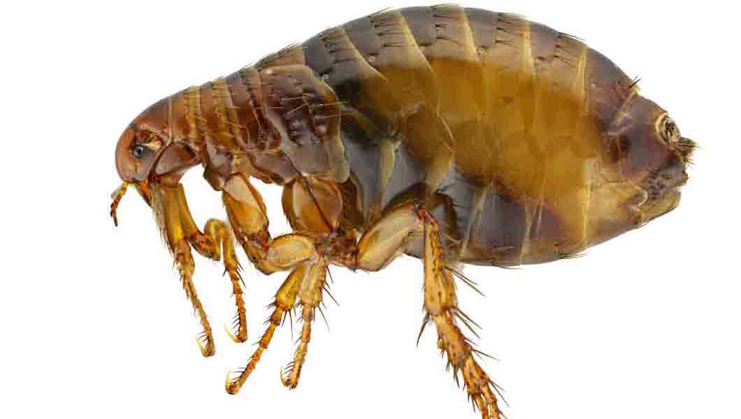 Can Fleas Live At Higher Elevations in Colorado?