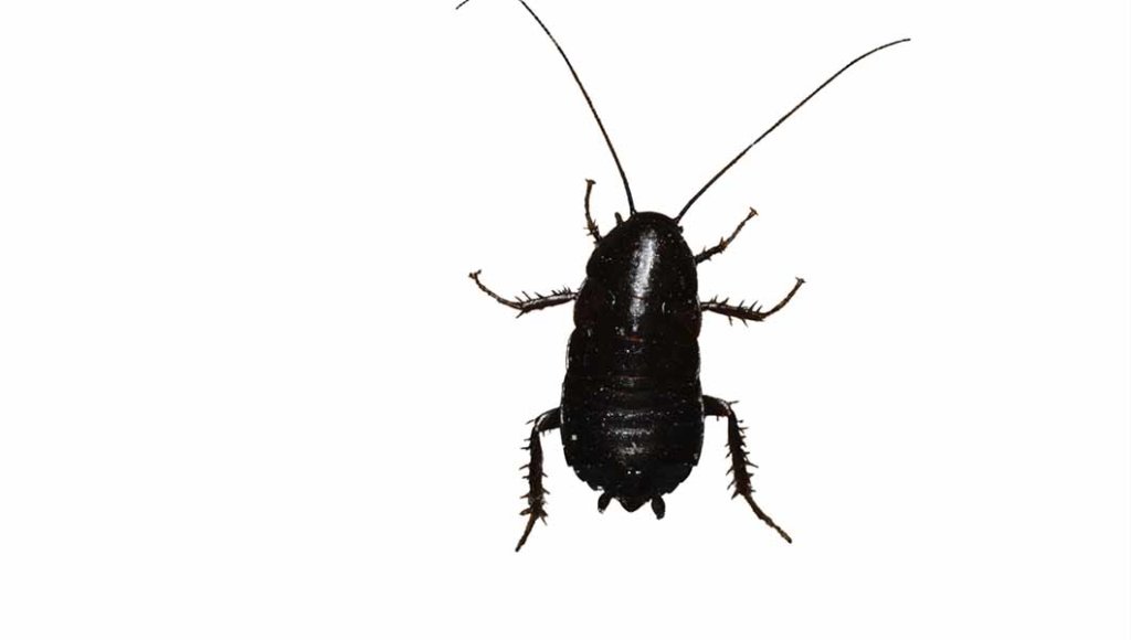 NOCO Pest and Wildlife Control Oriental Cockroach
