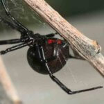 Northern Colorado Pest Control - Spider Exterminator Fort Collins