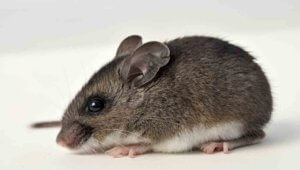 NOCO Pest and Wildlife Control deer mouse