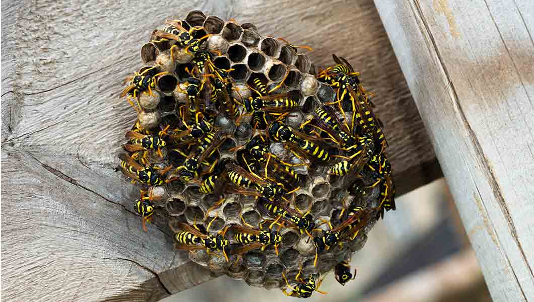 Pest Control Near Me - Boulder CO wasp exterminator