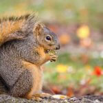 Animal Proof Your Property - How to Remove Squirrels From Attic