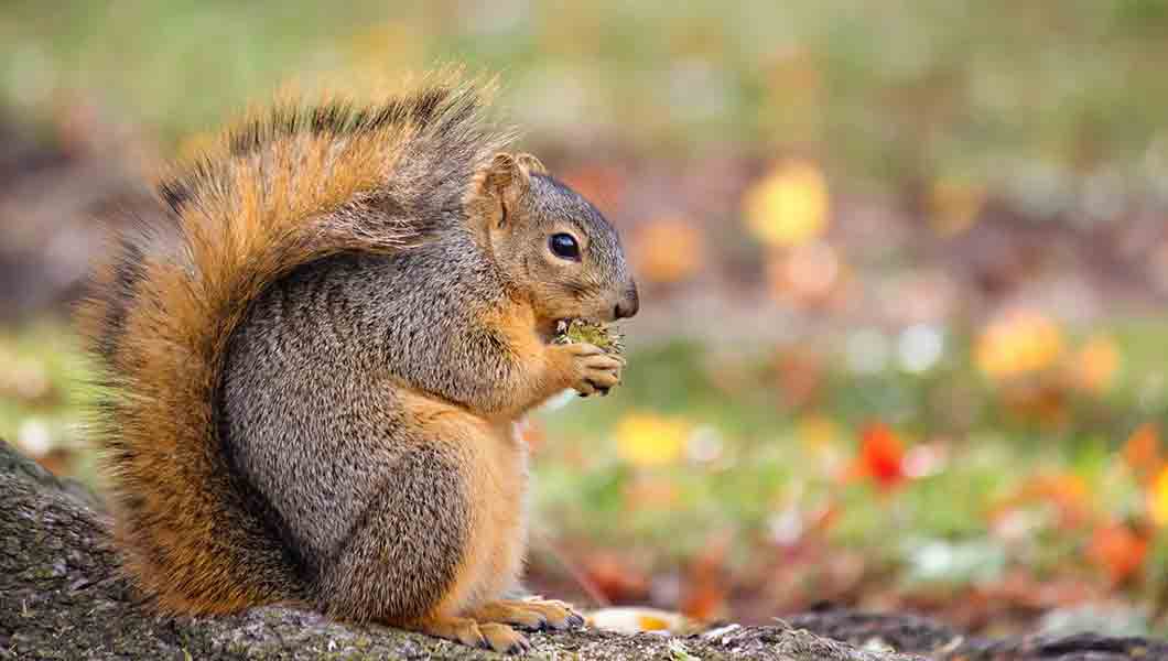 Animal Proof Your Property - How to Remove Squirrels From Attic