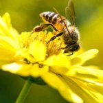 Spring Pest Control Tips Northern Colorado