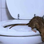 Does seeing one rat mean an infestation? - Rodent Removal Fort Collins - Fort Collins Pest Control