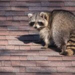 How to Get Raccoons Out of an Attic = Boulder Wildlife Control