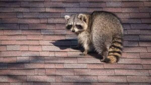 How to Get Raccoons Out of an Attic