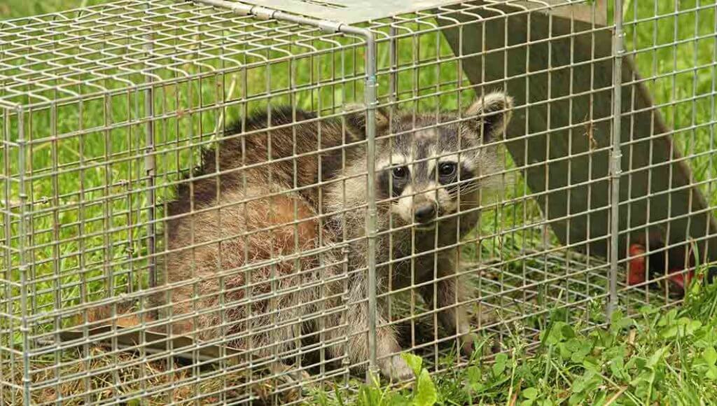 Raccoon Removal Near Me - NOCO Pest & Wildlife Control