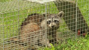 Baby Animal Season Has Arrived in Colorado - Best Pest Control Loveland