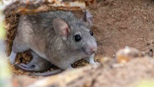 Rat Infestation Coming to Colorado - Best Pest Control Fort Collins