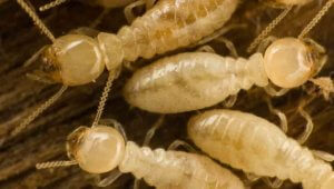 NOCO Pest and Wildlife Control termite