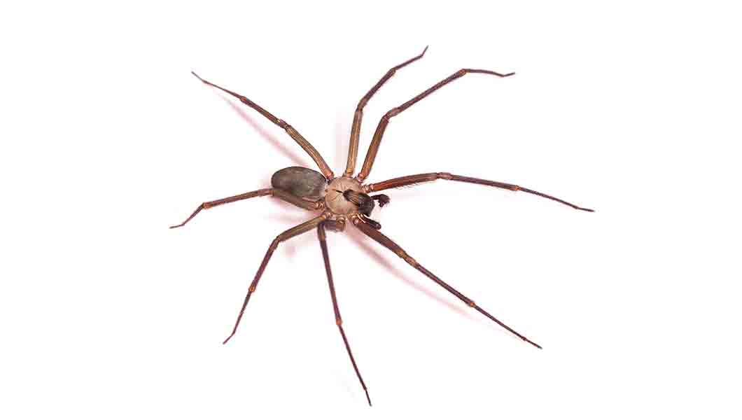 NOCO pest and Wildlife Control spiders - Spider Exterminator Fort Collins