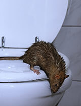 Does seeing one rat mean an infestation? - Rodent Removal Fort Collins