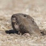 gopher - Critter Control Fort Collins