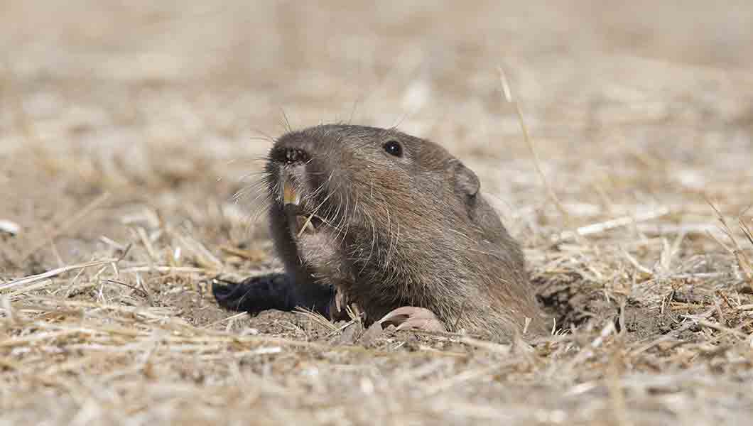 gopher - Critter Control Fort Collins