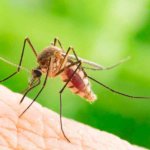 Northern Colorado Pest and Wildlife Control - mosquito - Mosquito Control Near Me