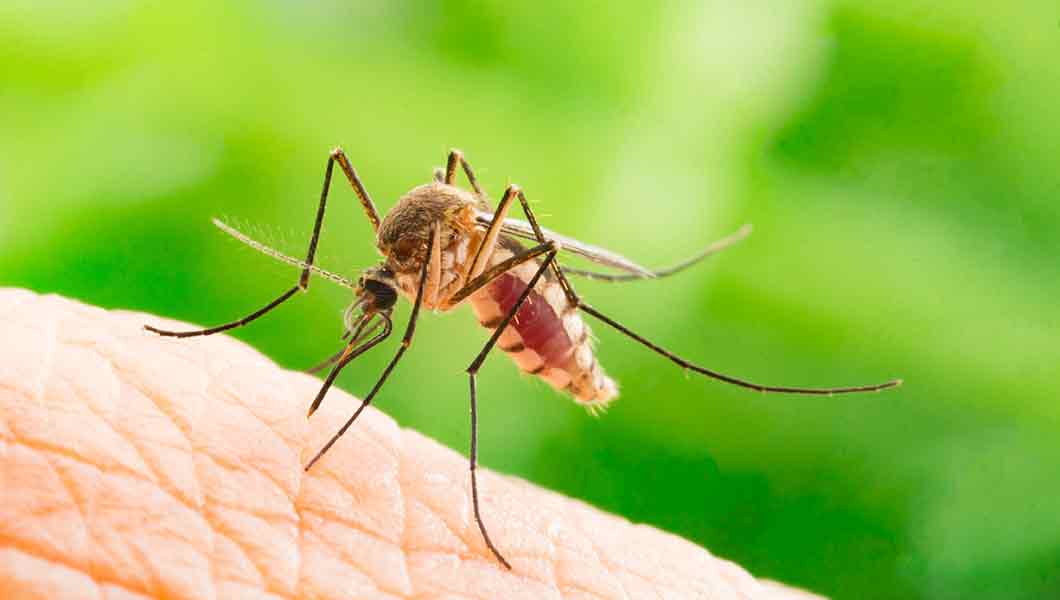 Northern Colorado Pest and Wildlife Control - mosquito