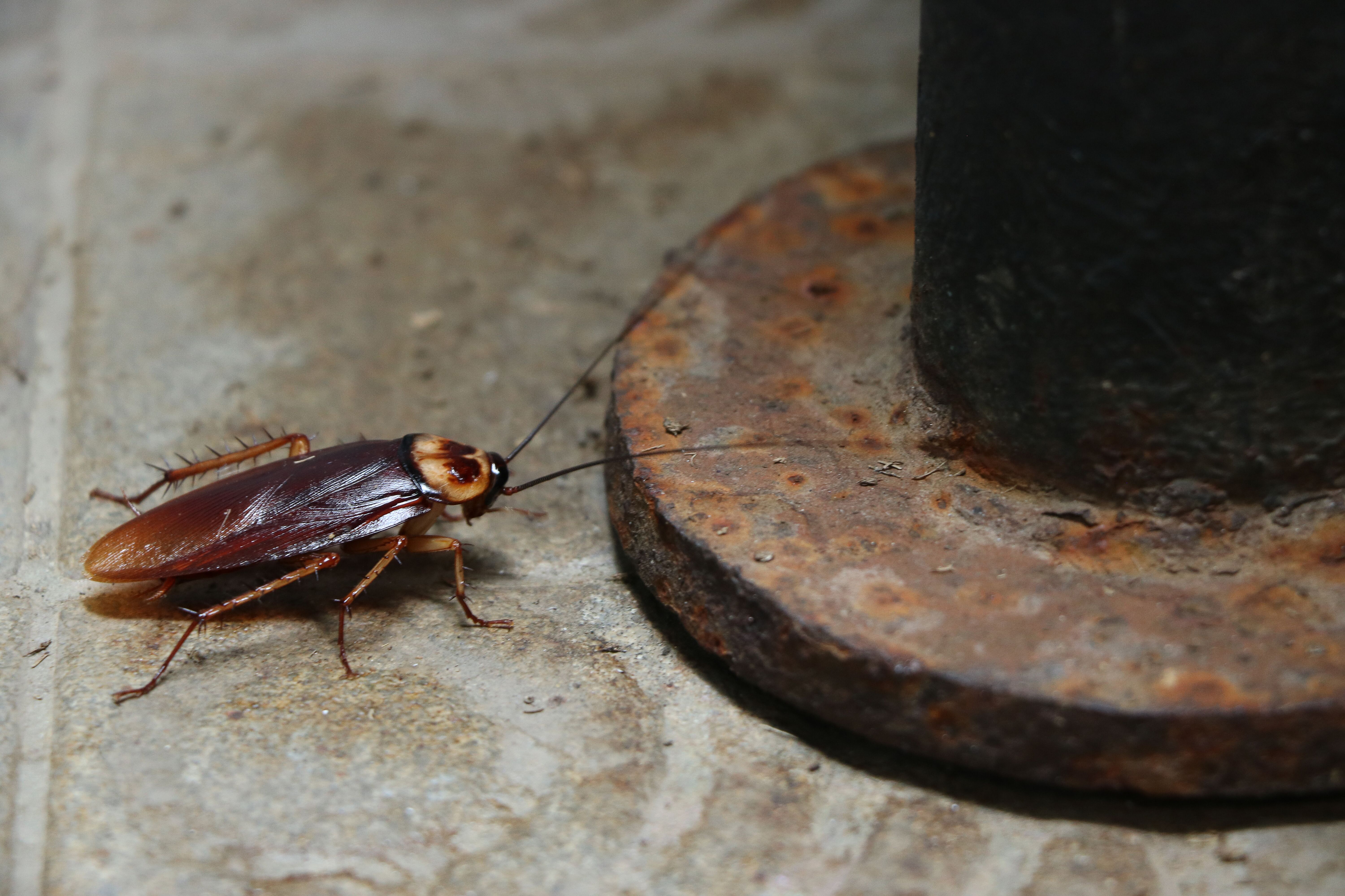 Chat is it a cockroach