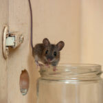 Best Thornton Pest Control - Rodent Control Services