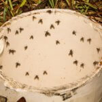 Drain Flies - Best Pest Control Loveland