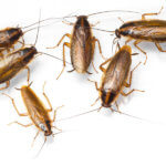 Three Types Of Cockroaches In Colorado - Pest Control Near Me - What pest control is best for cockroaches?