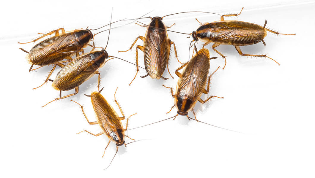 Three Types Of Cockroaches In Colorado - Pest Control Near Me
