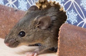 mice damage - NOCO Pest and Wildlife Control