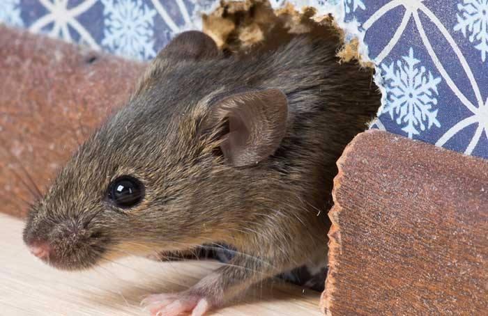 mice damage - Best Pest Control Fort Collins - Commercial Rodent Control Fort Collins CO - Say Goodbye to Pests with the Best Exterminator in Denver - How to get rid of mice in a garage