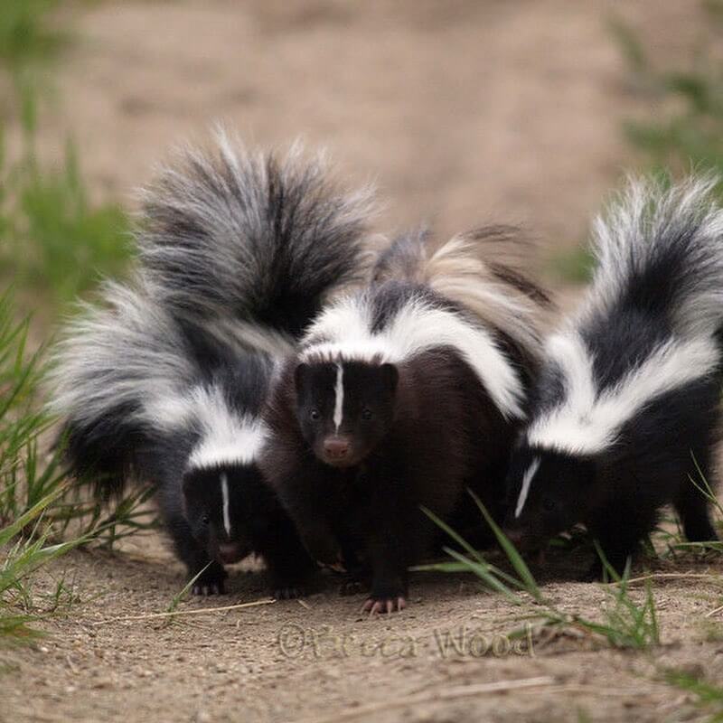 How Much Does It Cost To Remove A Skunk?