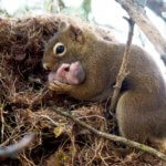 Baby Animal Season in Colorado - Colorado Rodents