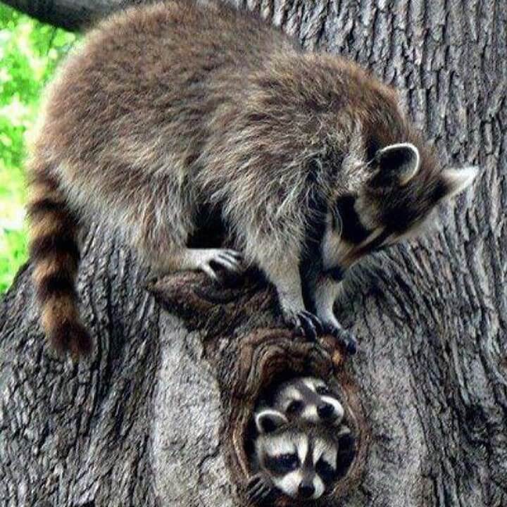 Raccoons Out During The Day - NOCO Pest & Wildlife Control