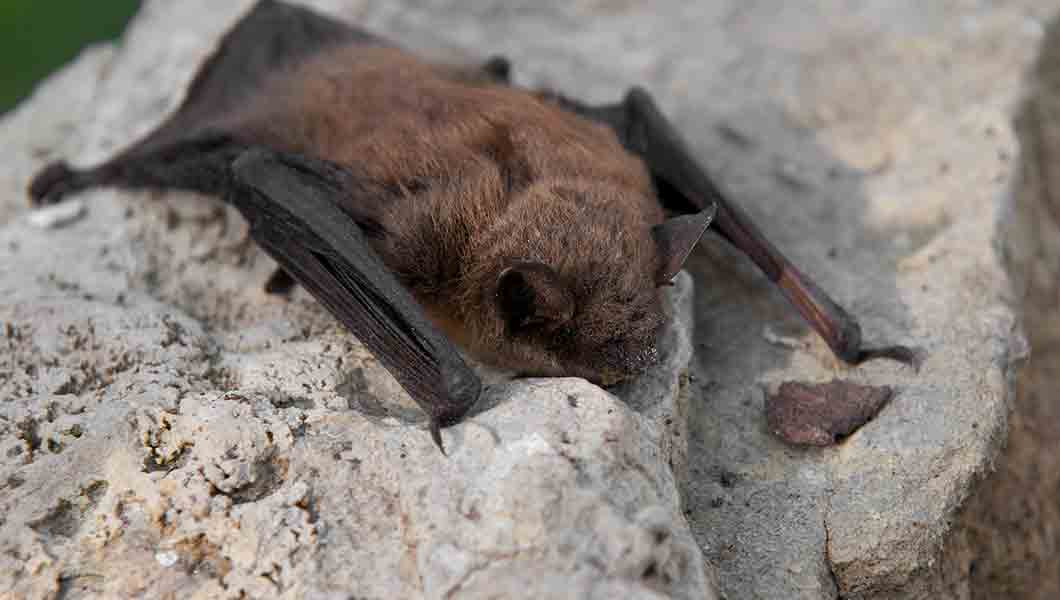 Skilled San Diego Bat Removal Services