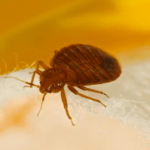 Does Colorado Have A Lot Of Bed Bugs? - Northern Colorado Bed Bug Exterminator
