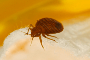 Does Colorado Have A Lot Of Bed Bugs? - Northern Colorado Bed Bug Exterminator - Denver Pest Control