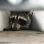 raccoon NoCo Pest and Wildlife Control - Rodent Removal Fort Collins - Critter removal from attic