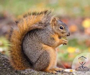 squirrel NoCo Pest and Wildlife Control