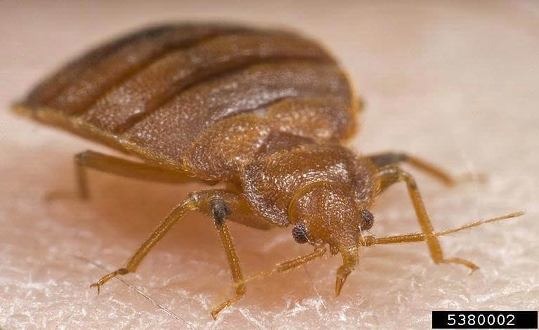 Adding Heat Treatment For Bed Bugs